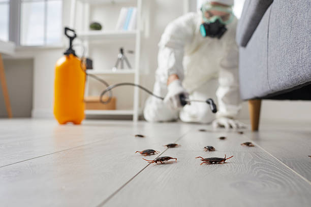 Post-Treatment Bed Bug Interceptor Monitoring in Romulus
